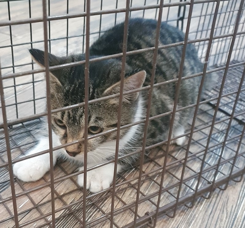 오산 유기동물보호소_441400202400803